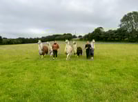 Llama walk firm saved from closure